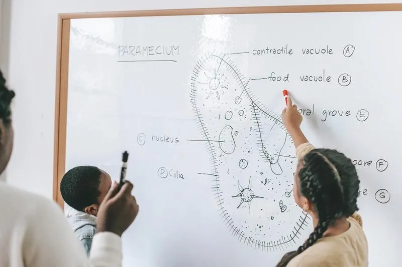 Jak uczyć się biologii skutecznie? Metody, które pomagają na maturze i studiach