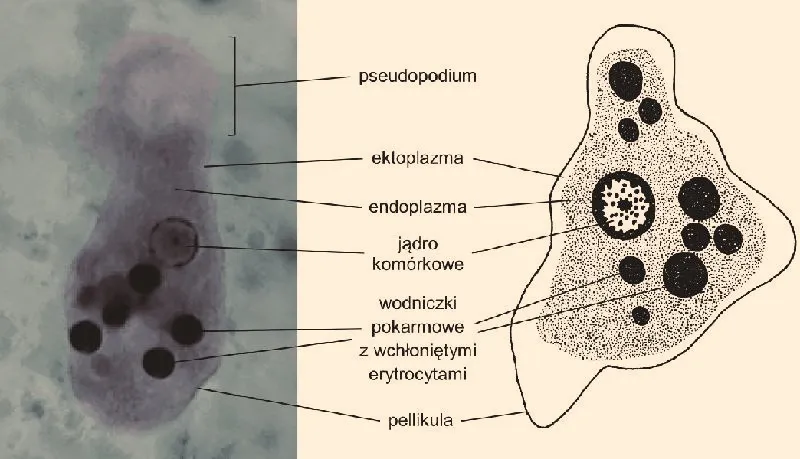 Jaka matura na medycynę? Przedmioty, wymagania i progi punktowe