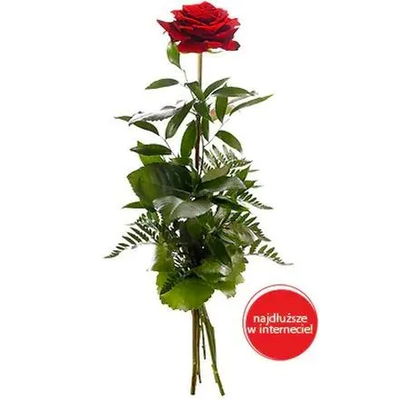 Najpiękniejsze kwiaty dla wychowawczyni – odkryj idealne propozycje na prezent